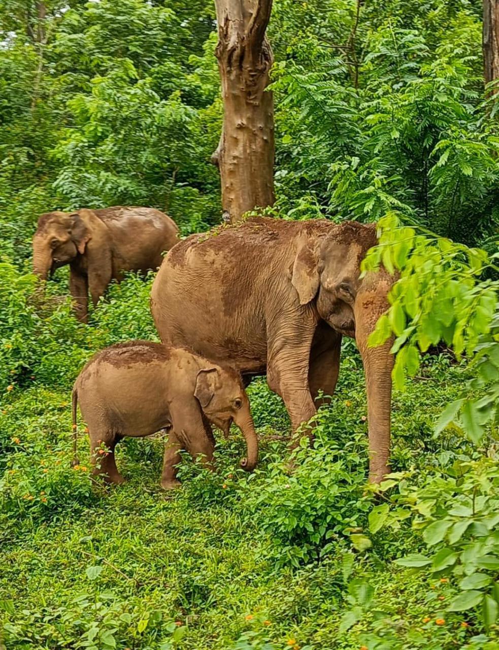 Kuruva Shoreline Wayanad Chegāt Esterno foto
